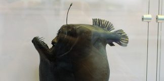 Peștele diavolul negru (Melanocetus johnsoni), un pește cu un aspect bizar