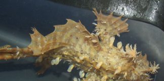 Peștele pescarul Sargaselor (Histrio histrio) trăiește în algele duse de curenți