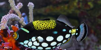 Peștele-trăgaci clovn (Balistoides conspicillum) trăiește în recifele de corali