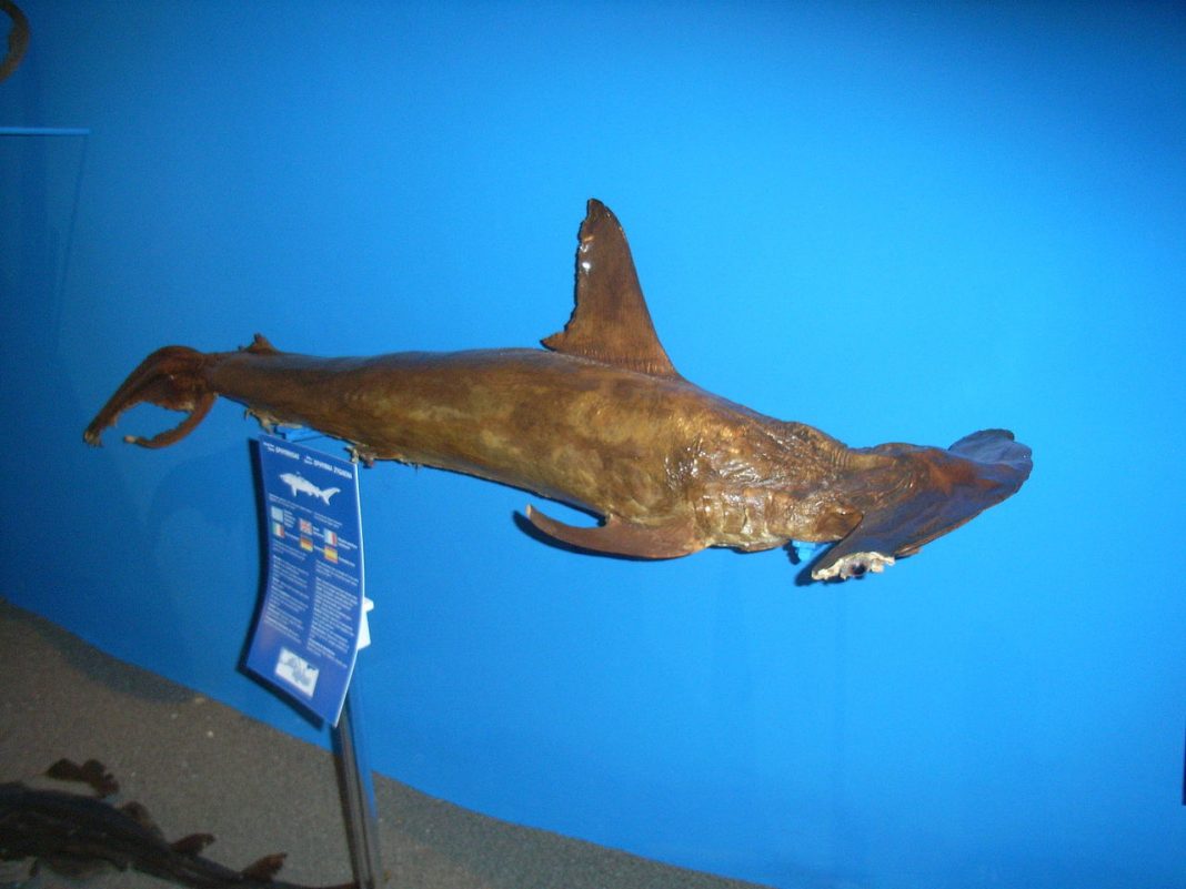 Pești cartilaginoși - Rechinul-ciocan (Sphyrna zygaena)