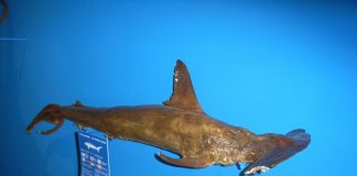 Pești cartilaginoși - Rechinul-ciocan (Sphyrna zygaena)