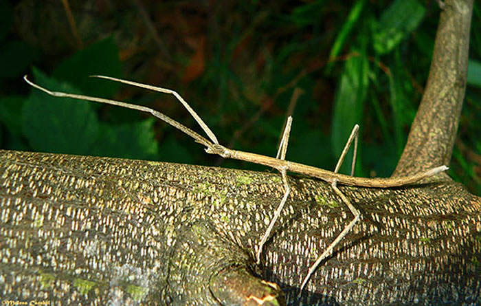 Phobaeticus kirbyi, Foto: floresyplantas.net