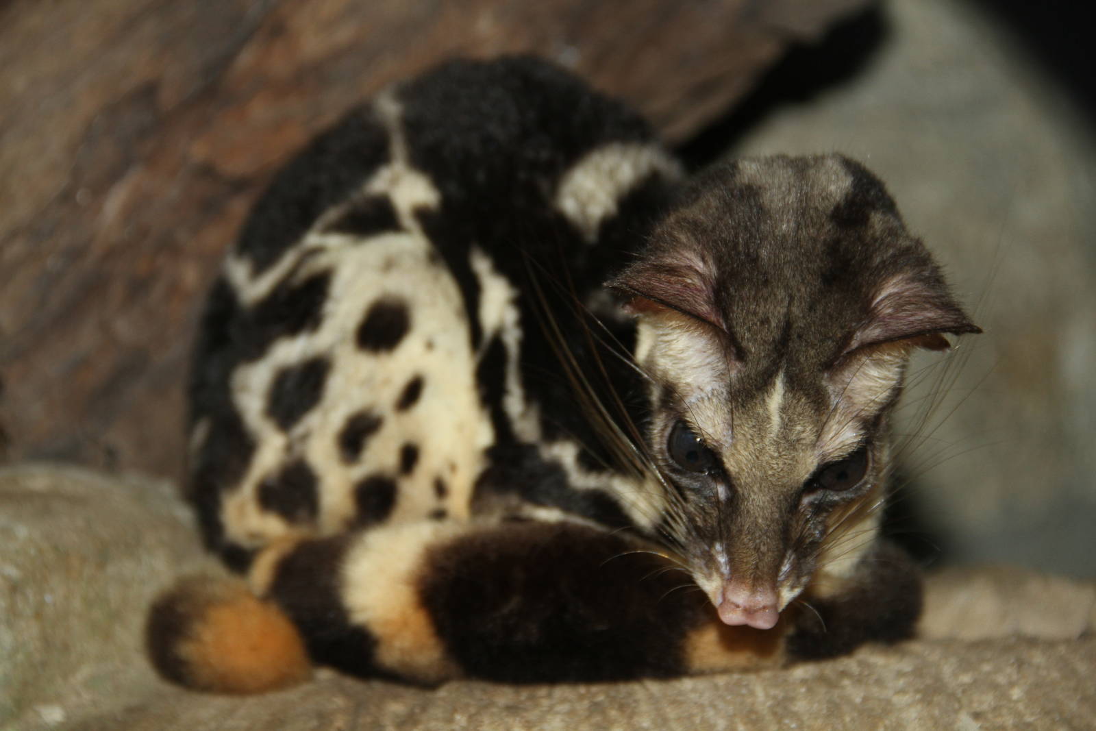 Prionodon pardicolor, Foto: zoochat.com