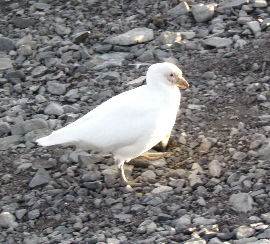 Păsări de apă - Chionis alba trăiește în Peninsula Antarctică