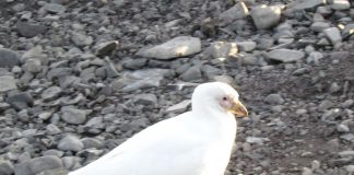 Păsări de apă - Chionis alba trăiește în Peninsula Antarctică