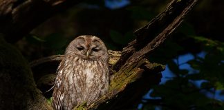 Păsări de pradă – Huhurezul roșcat (Strix aluco)