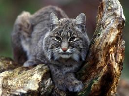 Râsul roșu (Felis rufus), un animal carnivor din America de Nord