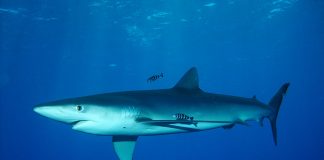 Rechinul albastru (Prionace glauca), o specie comună