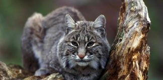 Râsul roșu (Felis rufus), un animal carnivor din America de Nord