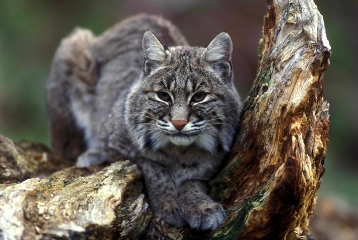 Râsul roșu (Felis rufus), un animal carnivor din America de Nord Râsul roșu (Felis rufus), un animal carnivor din America de Nord