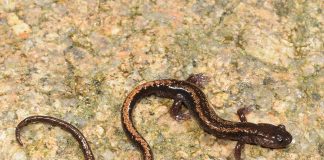 Salamandra cu dungi aurii (Chioglossa lusitanica)