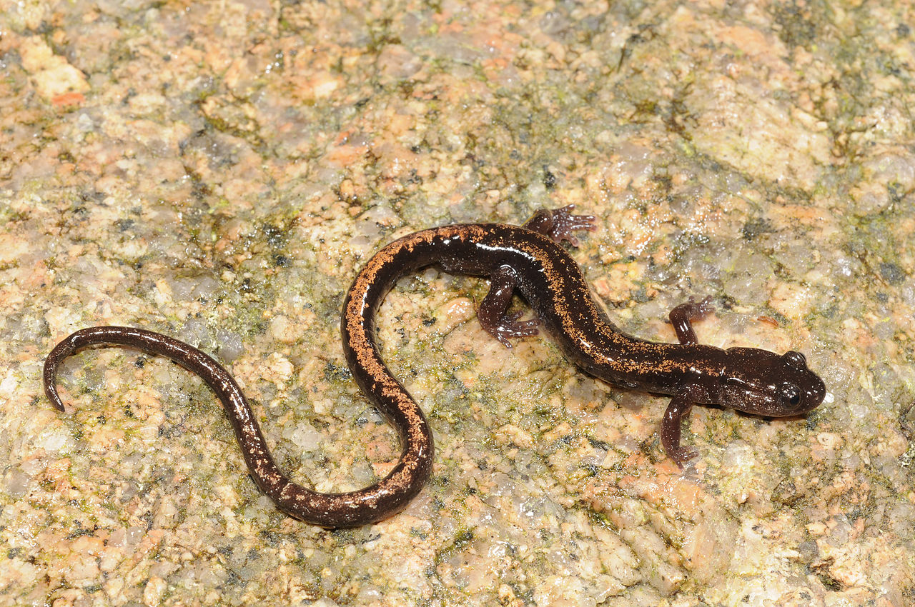 Salamandra cu dungi aurii (Chioglossa lusitanica)