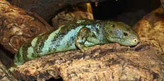 Scincida de copac din Insulele Solomon (Corucia zebrata)