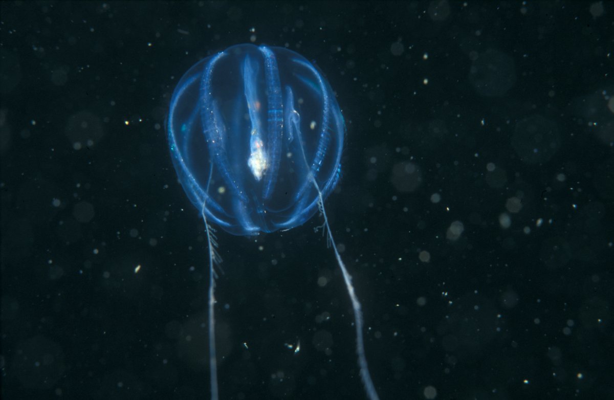 Sea GooseBerry Pleurobrachia pileus, Foto: freenatureimages.eu