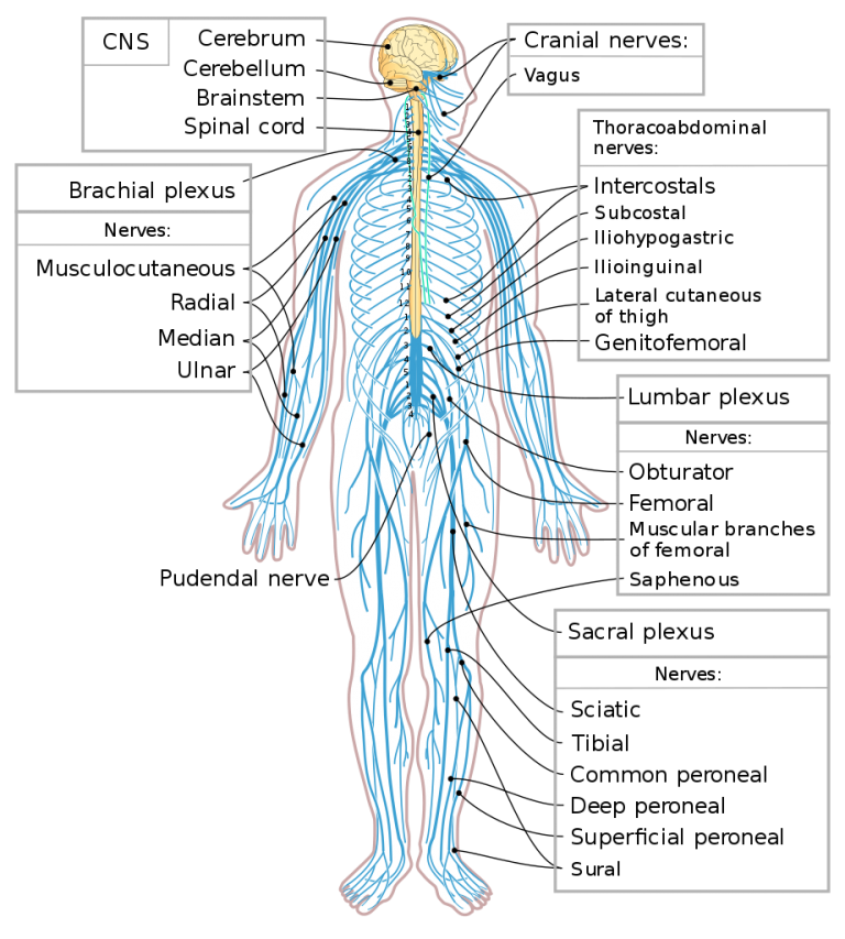 Sistemul Nervos - Structura, Functionare, Curiozitati - Deștepți.ro