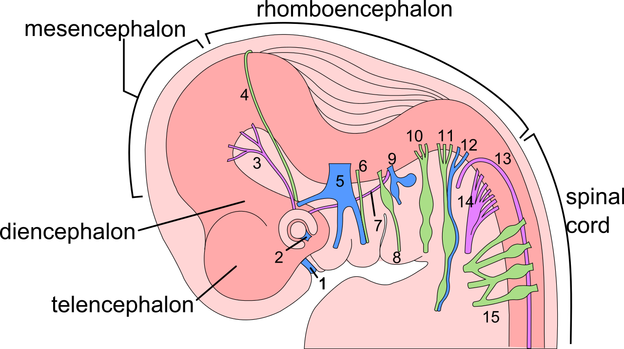 Sistem nervos la un embrion de 6 saptamani