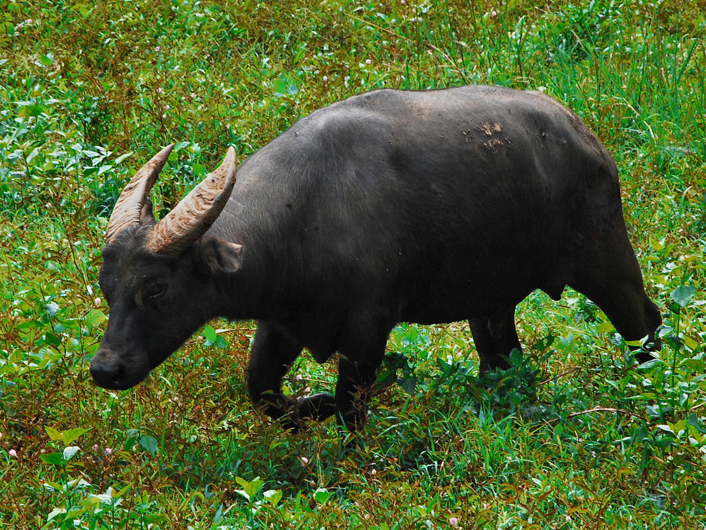 Specii de bovine sălbatice din Indonezia – Anoa de munte (Bubalus quarlesi)