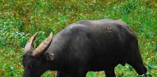 Specii de bovine sălbatice din Indonezia – Anoa de munte (Bubalus quarlesi)