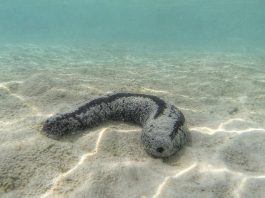 Specii de castraveți de mare din categoria echinodermelor