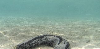 Specii de castraveți de mare din categoria echinodermelor
