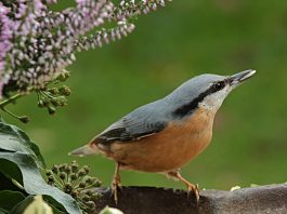 Specii de păsări – Toiul cu pieptul roșu (Sitta canadensis)