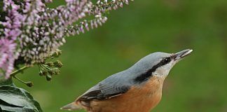 Specii de păsări – Toiul cu pieptul roșu (Sitta canadensis)