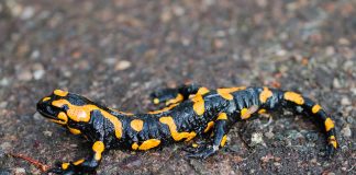 Specii de salamandre - află totul despre ele