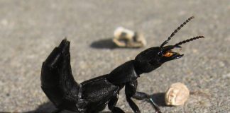 Stafilinide - Staphylinus olens, un gândac numit calul de trăsură al diavolului