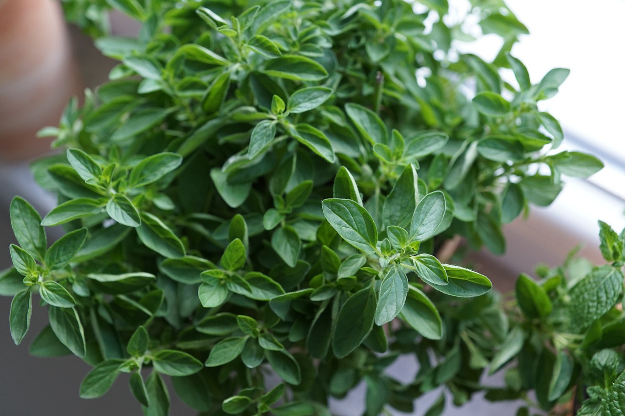 Uleiul de oregano 11