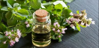 Uleiul de oregano