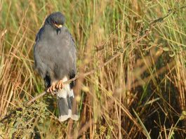 Uliul moluștelor (Rostrhamus sociabilis), pasăre de pradă care prinde melci de apă