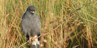 Uliul moluștelor (Rostrhamus sociabilis), pasăre de pradă care prinde melci de apă