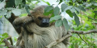 Unaul (Choloepus didactylus) un mamifer lent ce parcurge doar 38 metri pe zi