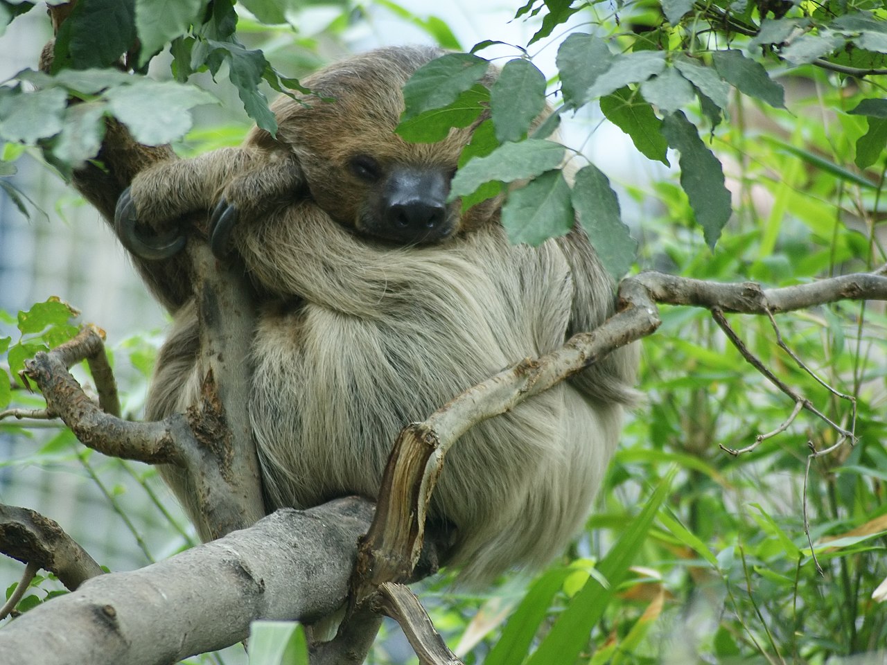 Unaul (Choloepus didactylus) un mamifer lent ce parcurge doar 38 metri pe zi