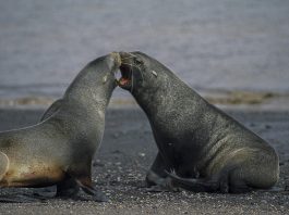 Ursul de mare antarctic (Arctocephalus gazella), animale sociabile