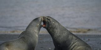 Ursul de mare antarctic (Arctocephalus gazella), animale sociabile