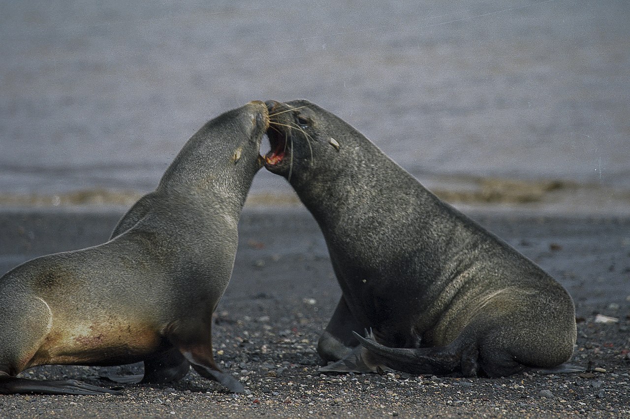 Ursul de mare antarctic (Arctocephalus gazella), animale sociabile