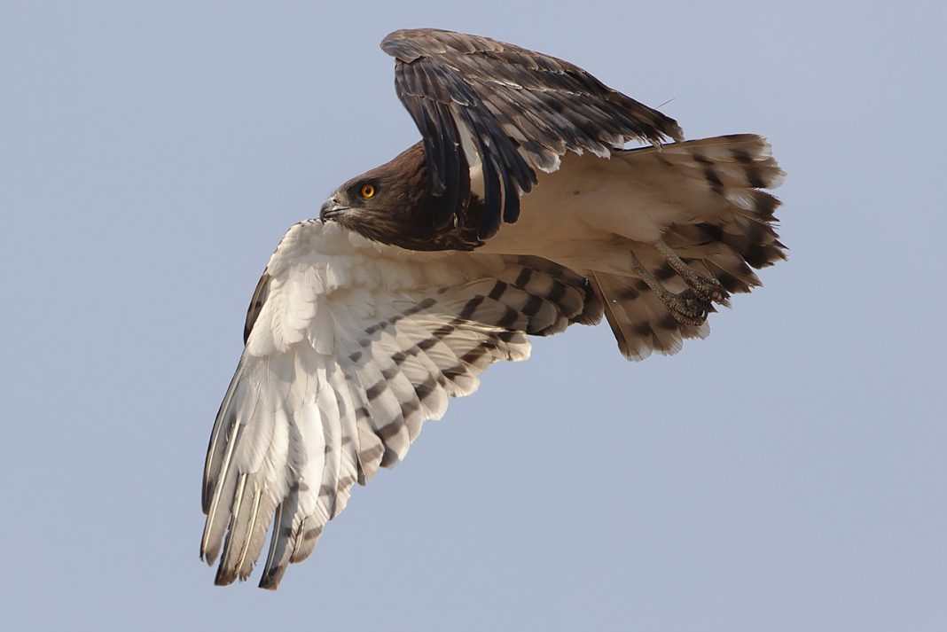 Vulturul șerpar cu pieptul negru (Circaetus pectoralis) Vulturul șerpar cu pieptul negru (Circaetus pectoralis)