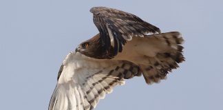 Vulturul șerpar cu pieptul negru (Circaetus pectoralis)