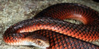 Șarpele australian cu cap arămiu (Austrelaps superbus)