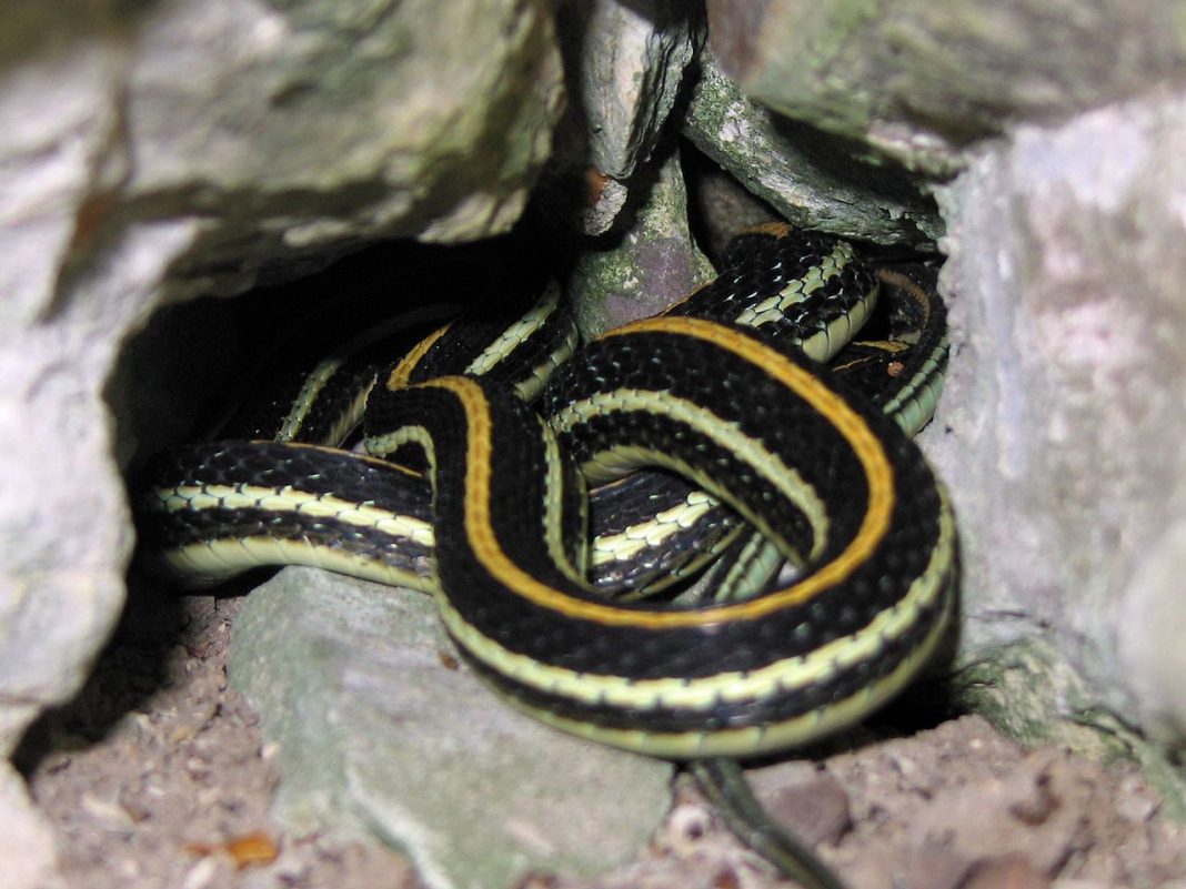 Șarpele-panglică vestic (Thamnophis proximus) trăiește pe valea Fluviului Mississippi Șarpele-panglică vestic (Thamnophis proximus) trăiește pe valea Fluviului Mississippi