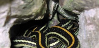 Șarpele-panglică vestic (Thamnophis proximus) trăiește pe valea Fluviului Mississippi
