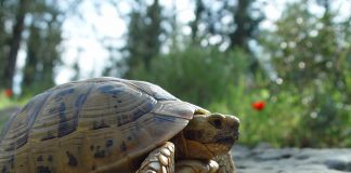 Țestoasă cu pinteni (Testudo graeca) din insulele Mării Mediterane