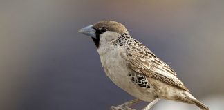 Țesătorul sociabil (Philetairus socius), păsări cu cel mai mare cuib din lume