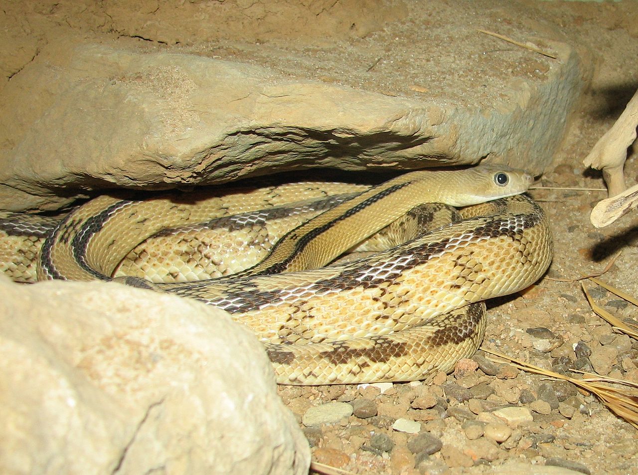 Șarpele-șobolan Trans-Pecos (Bogertophis subocularis), preferă zonele stâncoase