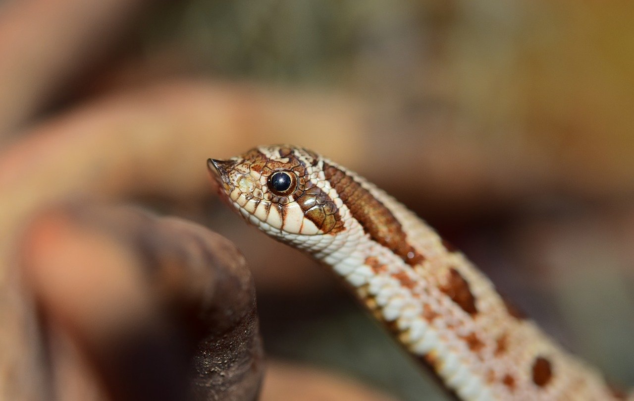 Șarpele occidental cu rât de porc (Heterodon nasicus)