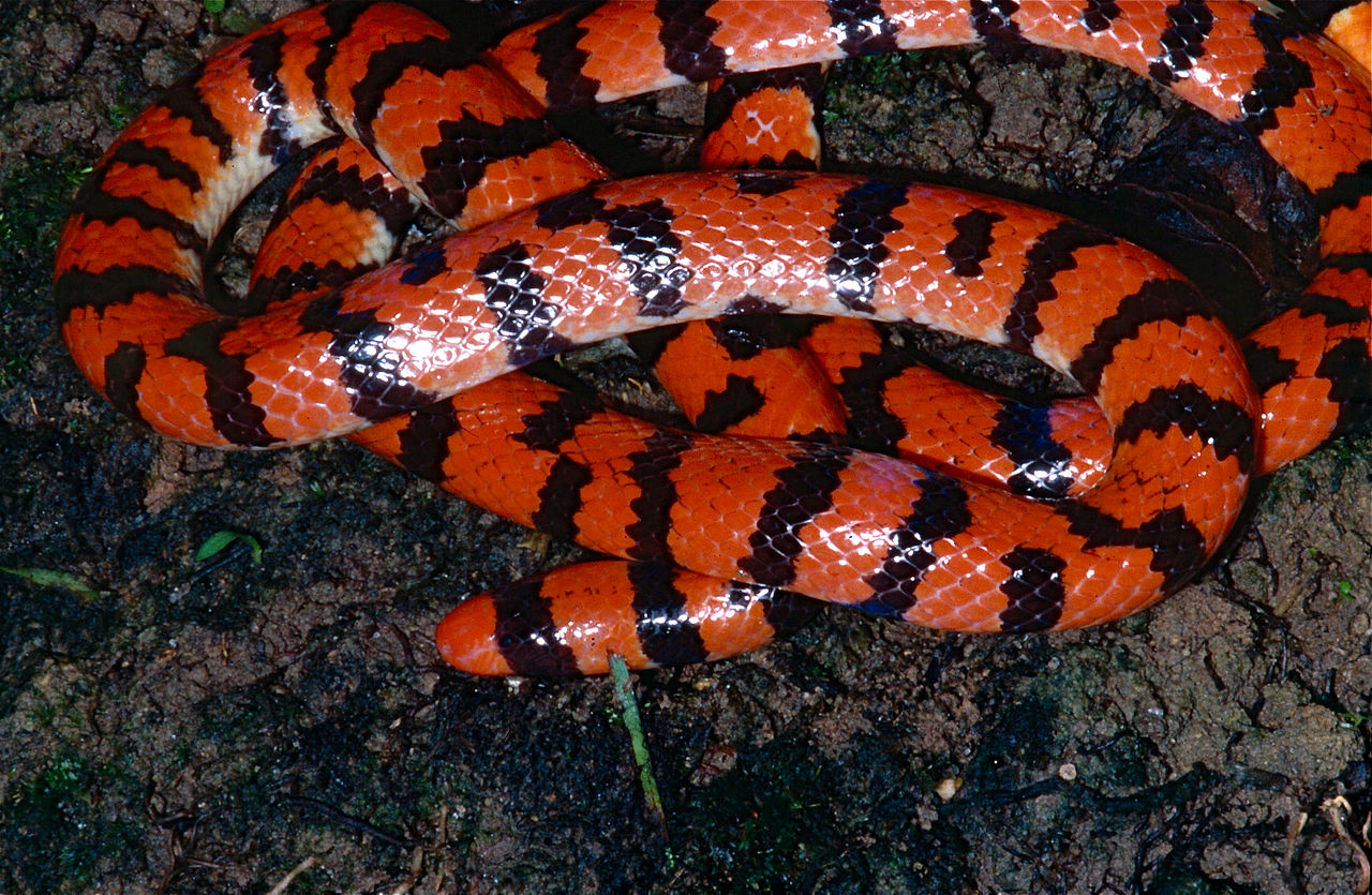 Șarpele-tub sud-american (Anilius scytale), specie de vizuină