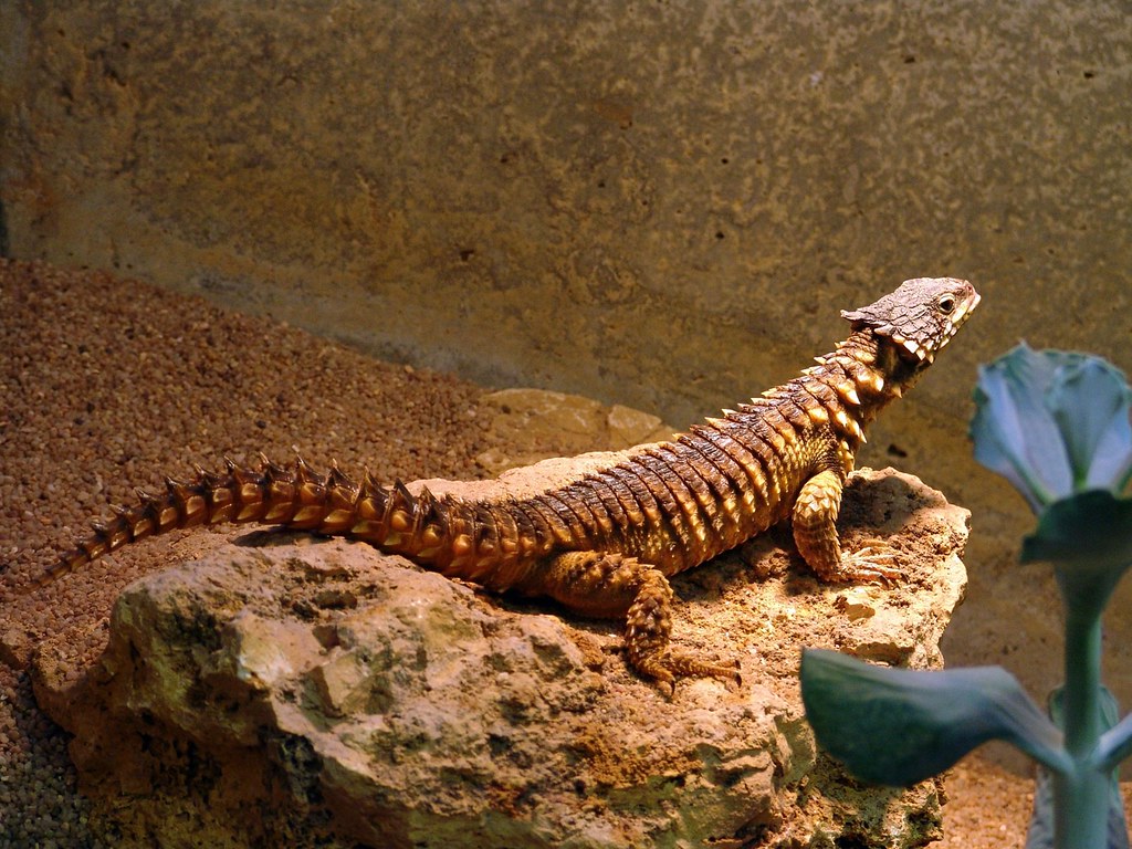 Șopârla cu centură uriașă (Cordylus giganteus) din sudul Africii