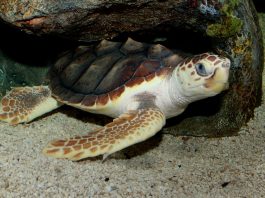 Țestoasa cu cap mare (Caretta caretta), o specie din regiunile tropicale