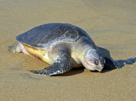 Țestoasa măslinie (Lepidochelys olivacea), cea mai mică țestoasă marină